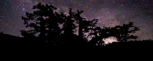 Preview wallpaper trees, branches, night, stars, starry sky
