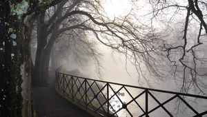 Preview wallpaper trees, branches, protection, fog, autumn, gloomy, bark, dampness