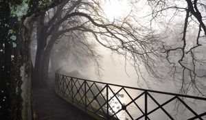 Preview wallpaper trees, branches, protection, fog, autumn, gloomy, bark, dampness