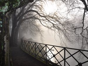 Preview wallpaper trees, branches, protection, fog, autumn, gloomy, bark, dampness