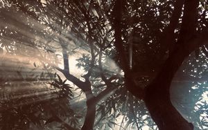 Preview wallpaper trees, branches, rays, leaves, sunlight