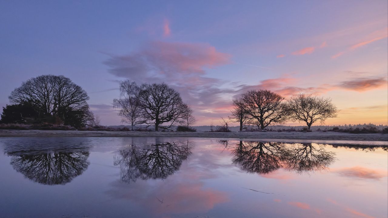 Wallpaper trees, branches, reflection, pond, silhouettes, evening