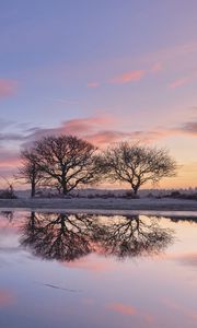 Preview wallpaper trees, branches, reflection, pond, silhouettes, evening