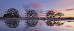 Preview wallpaper trees, branches, reflection, pond, silhouettes, evening