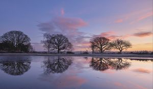 Preview wallpaper trees, branches, reflection, pond, silhouettes, evening