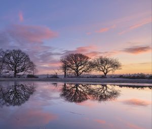 Preview wallpaper trees, branches, reflection, pond, silhouettes, evening