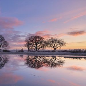 Preview wallpaper trees, branches, reflection, pond, silhouettes, evening