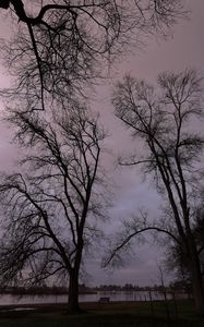 Preview wallpaper trees, branches, river, bench, evening