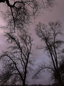 Preview wallpaper trees, branches, river, bench, evening