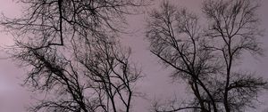 Preview wallpaper trees, branches, river, bench, evening