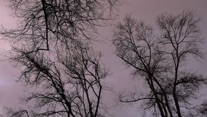 Preview wallpaper trees, branches, river, bench, evening