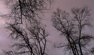 Preview wallpaper trees, branches, river, bench, evening