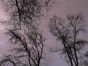 Preview wallpaper trees, branches, river, bench, evening