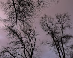 Preview wallpaper trees, branches, river, bench, evening