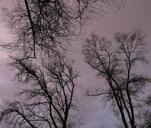 Preview wallpaper trees, branches, river, bench, evening