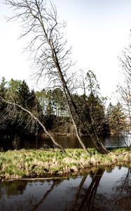 Preview wallpaper trees, branches, river, reflection