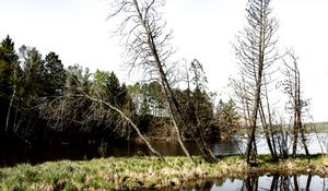 Preview wallpaper trees, branches, river, reflection