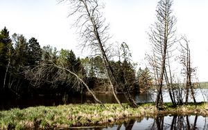 Preview wallpaper trees, branches, river, reflection