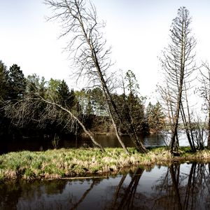 Preview wallpaper trees, branches, river, reflection