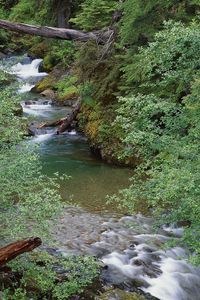 Preview wallpaper trees, branches, river, logs, leaves, current