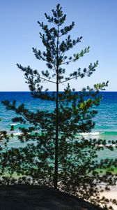 Preview wallpaper trees, branches, sea, nature, landscape