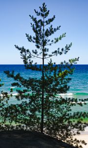Preview wallpaper trees, branches, sea, nature, landscape