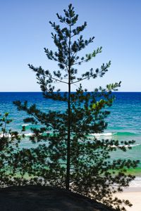 Preview wallpaper trees, branches, sea, nature, landscape