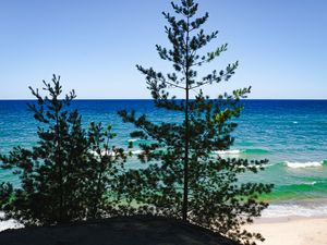 Preview wallpaper trees, branches, sea, nature, landscape