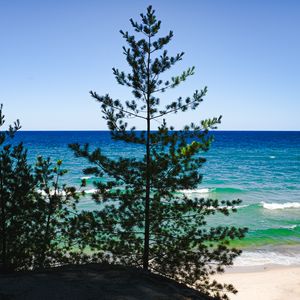 Preview wallpaper trees, branches, sea, nature, landscape