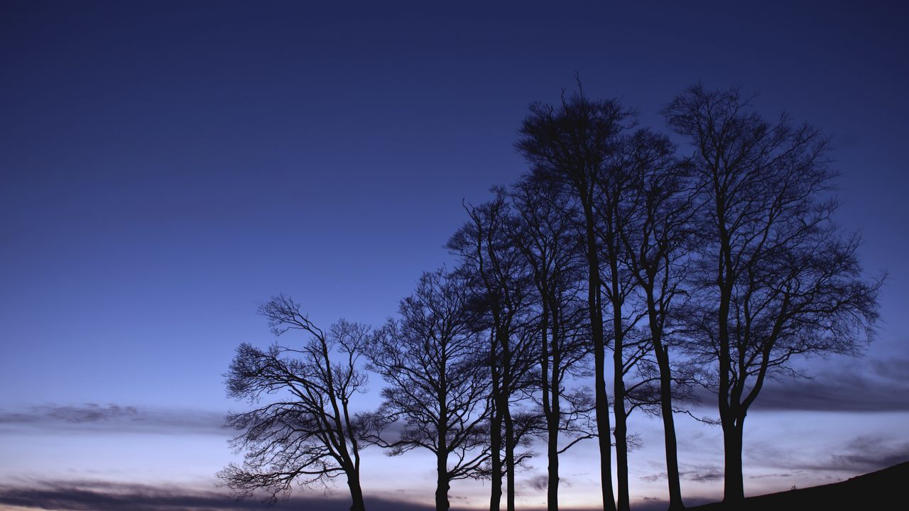 Wallpaper trees, branches, silhouette, sky, dusk