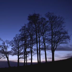 Preview wallpaper trees, branches, silhouette, sky, dusk