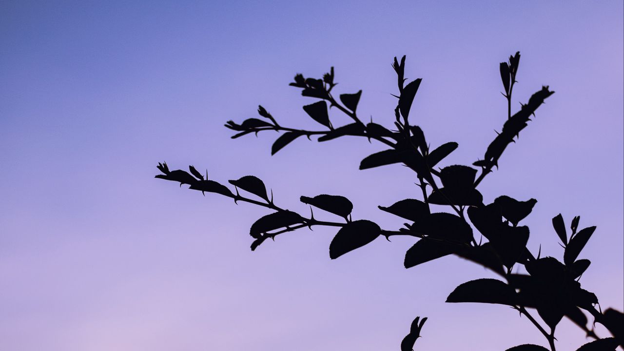Wallpaper trees, branches, silhouette, evening