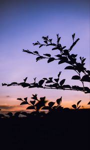 Preview wallpaper trees, branches, silhouette, evening