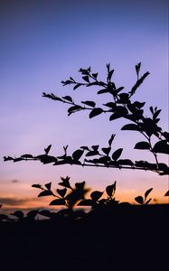 Preview wallpaper trees, branches, silhouette, evening