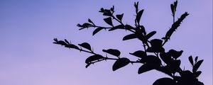 Preview wallpaper trees, branches, silhouette, evening