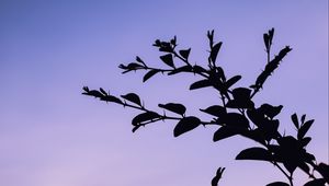 Preview wallpaper trees, branches, silhouette, evening