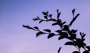 Preview wallpaper trees, branches, silhouette, evening