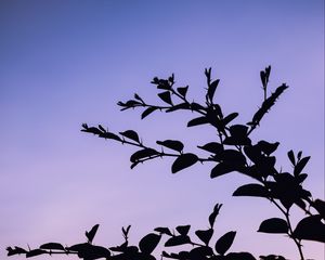 Preview wallpaper trees, branches, silhouette, evening