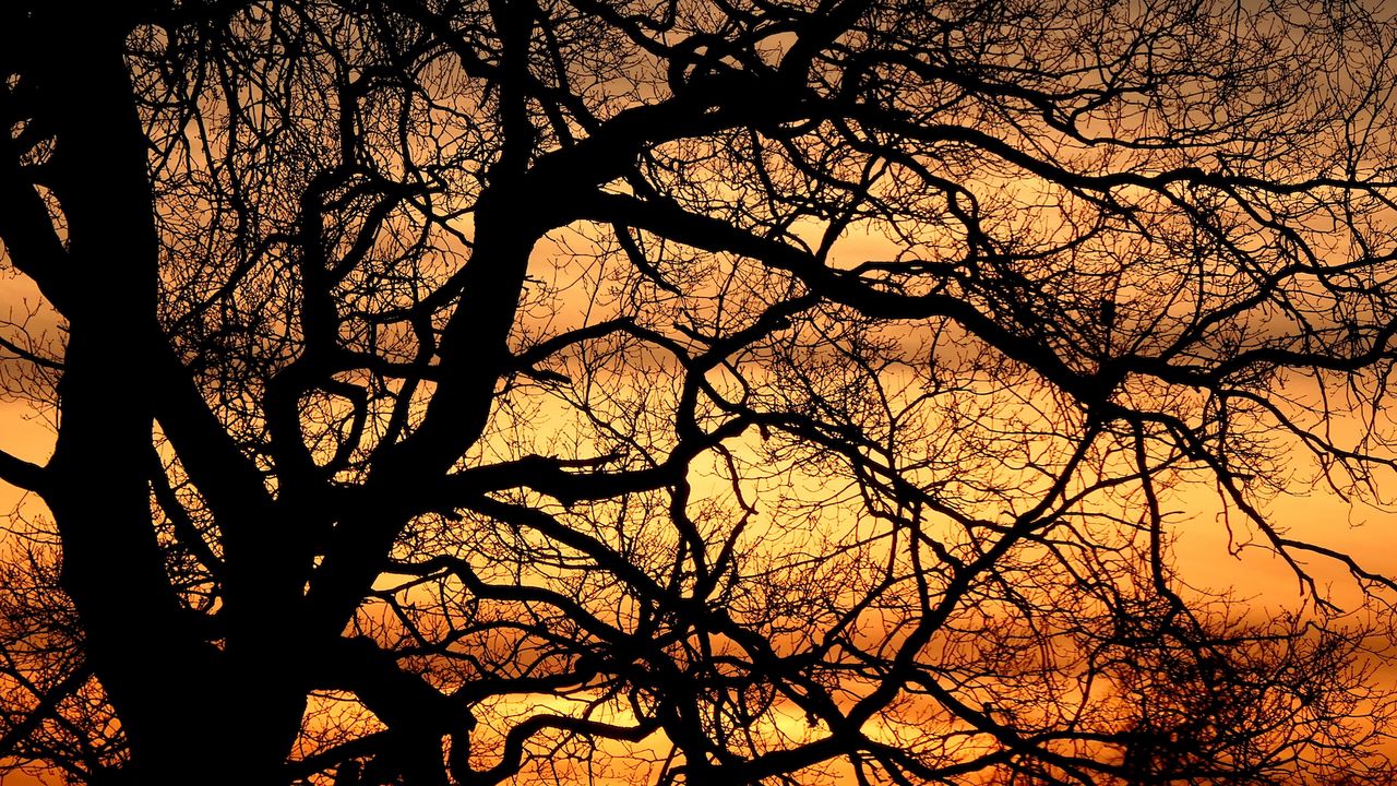 Wallpaper trees, branches, silhouettes, sunset