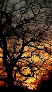 Preview wallpaper trees, branches, silhouettes, sunset