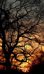 Preview wallpaper trees, branches, silhouettes, sunset
