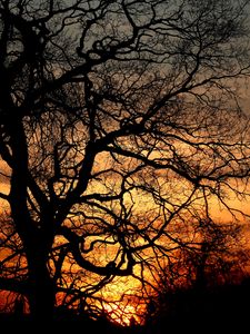 Preview wallpaper trees, branches, silhouettes, sunset