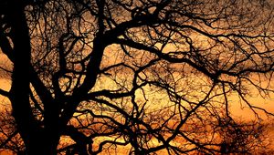 Preview wallpaper trees, branches, silhouettes, sunset