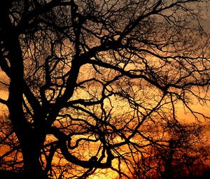 Preview wallpaper trees, branches, silhouettes, sunset