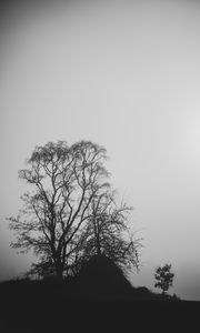 Preview wallpaper trees, branches, silhouettes, black and white, bw