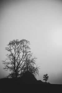 Preview wallpaper trees, branches, silhouettes, black and white, bw