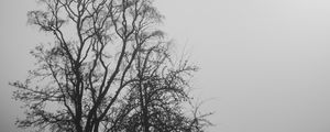 Preview wallpaper trees, branches, silhouettes, black and white, bw