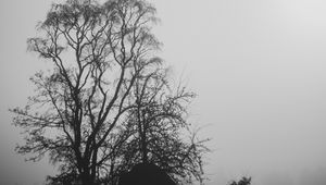 Preview wallpaper trees, branches, silhouettes, black and white, bw