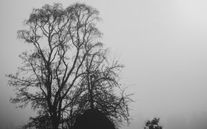 Preview wallpaper trees, branches, silhouettes, black and white, bw