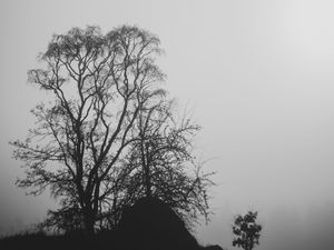 Preview wallpaper trees, branches, silhouettes, black and white, bw